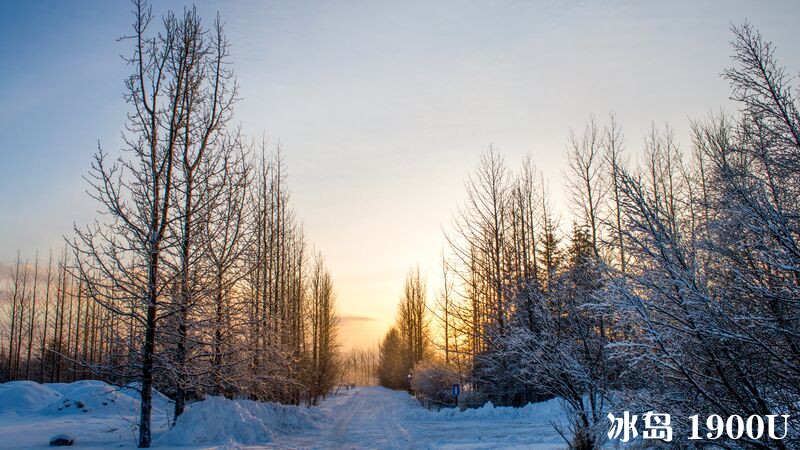 Intrepid-Travel-Iceland_Hvolsvuller-Area-Woods.jpg