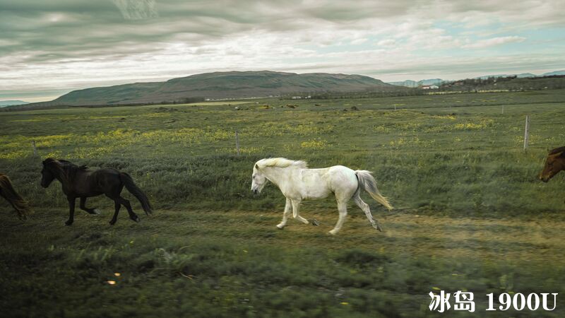 Intrepid-Travel-iceland_iceland-discovery_day-2_GoldenCircle_Horse.jpg
