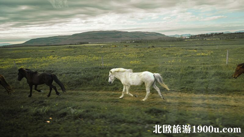 Intrepid-Travel-iceland_iceland-discovery_day-2_GoldenCircle_Horse.jpg