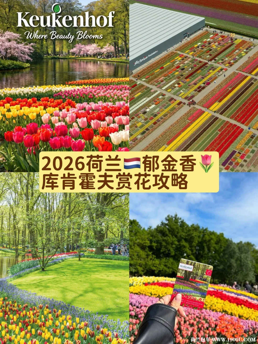 🌷2026荷兰库肯霍夫｜郁金香花海封神攻略！_1_.jpg