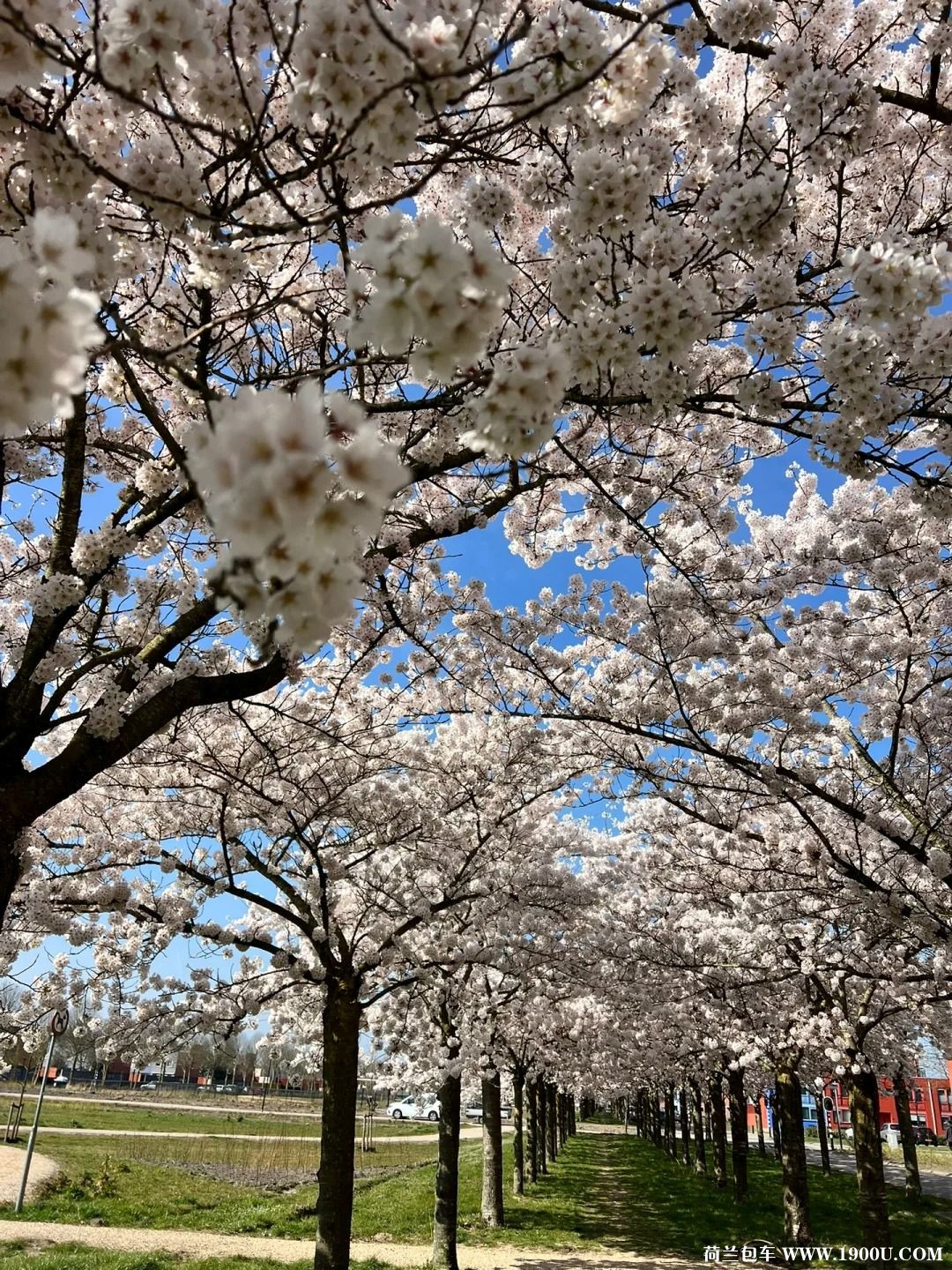 荷兰美丽樱花大道1.jpg